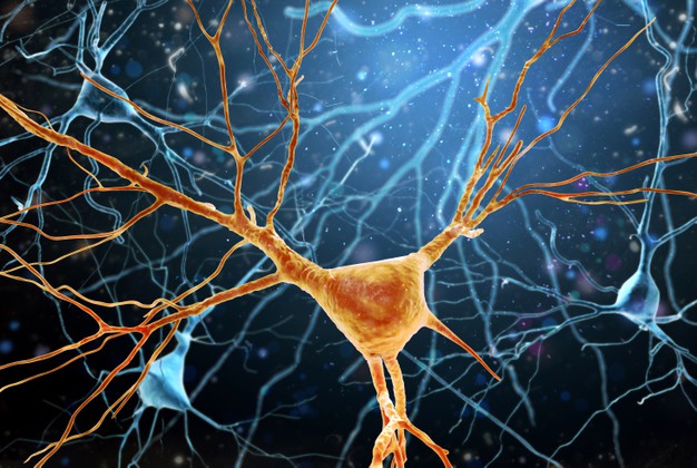 illustration brain neurons structure 200694 148 1